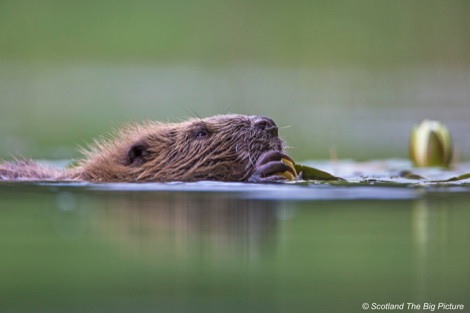 Beaver swimming in green water